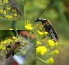 124086 – Photo : Jean-Claude Jamoulle – France (06)