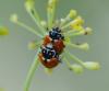 124848 – Photo : Jean-Claude Jamoulle – France (06)