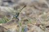 124875 – Photo : VILAIN Alexande – France (13)