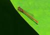 124075 – Photo : Jean-Claude Jamoulle – France (06)