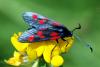 124626 – Photo : Patrick Decreus – France (22)