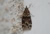 124745 – Photo : Patrick Decreus – France (22)