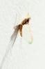 124004 – Photo : Mathurin CARNET – France (53)