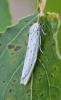 Coscinia cribraria