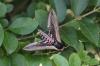 124458 – Photo : Dominique THAUVIN – France (45)