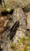 124292 – Photo : Duborget Robin – France (06)