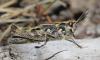 124310 – Photo : Duborget Robin – France (20)