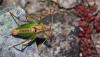 124315 – Photo : Duborget Robin – France (20)