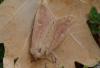 124019 – Photo : Pascal Vigneron – France (52)