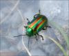 124358 – Photo : Andgelo Mombert – France (73)
