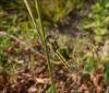 Orthetrum cancellatum