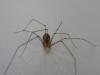 Pholcus phalangioides