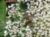 Ectophasia sp.