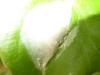 Philodromus sp.