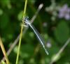 Platycnemis pennipes
