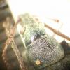 Phyllobius pomaceus