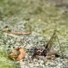 124767 – Photo : Mathurin CARNET – France (53)