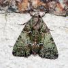 124480 – Photo : Mathurin CARNET – France (53)
