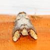 124481 – Photo : Mathurin CARNET – France (53)