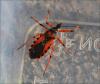 124460 – Photo : Andgelo Mombert – France (39)