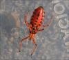 124461 – Photo : Andgelo Mombert – France (39)
