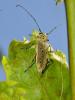 124446 – Photo : Jean-Marc L'Hermite – France (31)