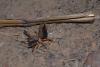 124231 – Photo : VILAIN Alexande – Burkina Faso
