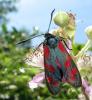 124081 – Photo : Guillaume JACQUEMIN – France (71)