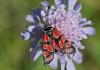 124424 – Photo : Marc Solari – France (68)