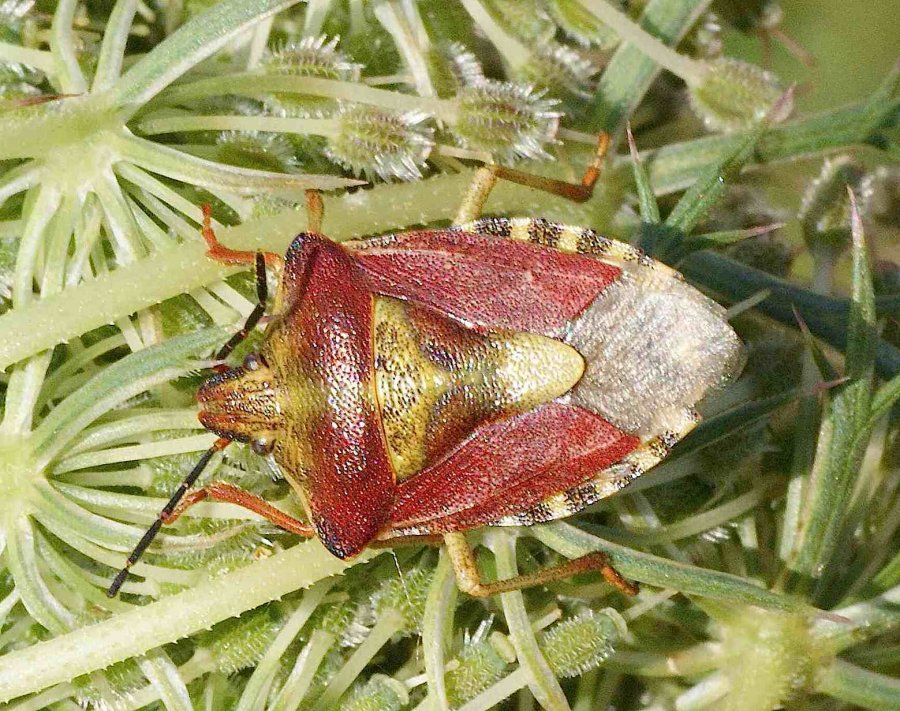 Michel Mathieu - Carpocoris (Carpocoris) purpureipennis - réf. 124726 (900 x 711 pixels, 197 ko)