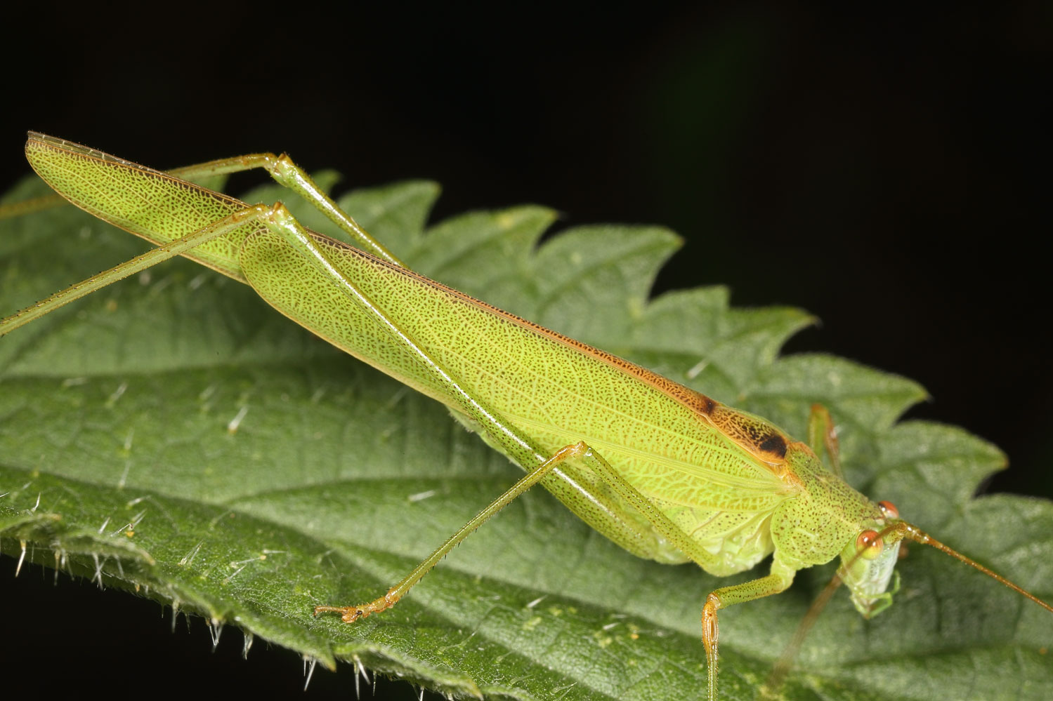 Carlos Ordonez - Phaneroptera falcata - réf. 124880 (1499 x 999 pixels, 220 ko)
