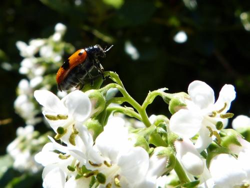 Réf. 125 571 : Clytra quadripunctata