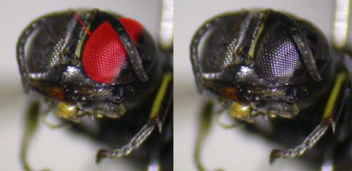 Réf. 125 283 : Crossocerus elongatulus