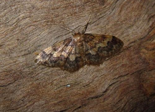 Réf. 125 797 : Idaea spissilimbaria