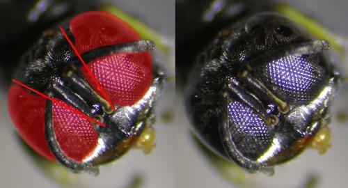 Réf. 125 285 : Crossocerus elongatulus