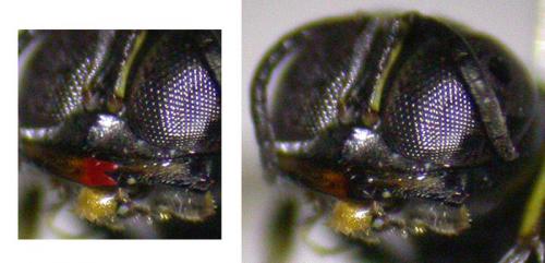 Réf. 125 287 : Crossocerus elongatulus