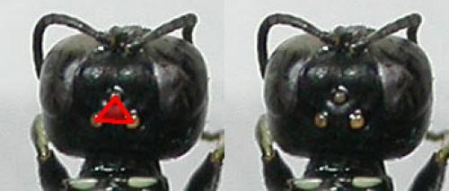 Réf. 125 288 : Crossocerus elongatulus