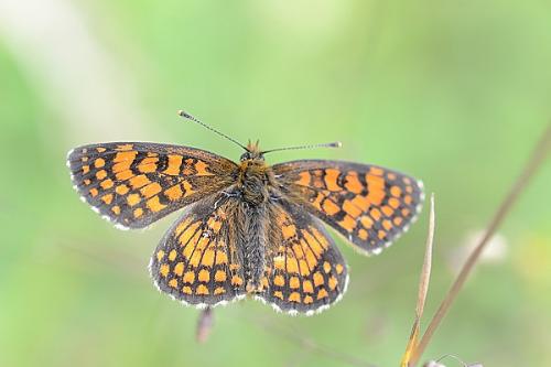 Melitaea athalia celadussa