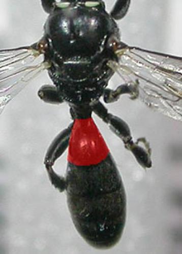Réf. 125 289 : Crossocerus elongatulus