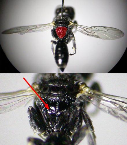 Réf. 125 291 : Crossocerus elongatulus