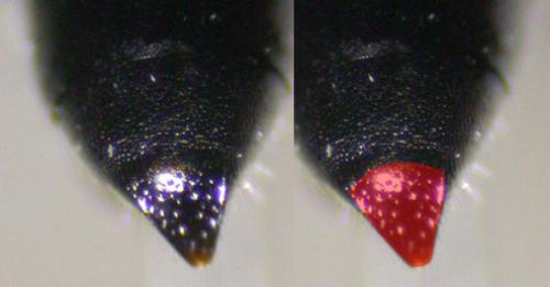 Réf. 125 292 : Crossocerus elongatulus
