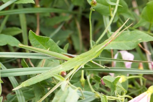 Réf. 125 017 : Acrida ungarica