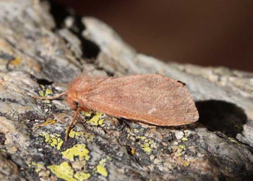 Réf. 125 176 : Ocneria rubea