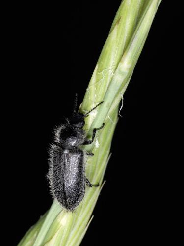 Enicopus sp.