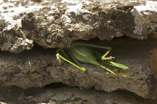 Tettigonia viridissima