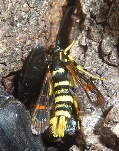 Synanthedon vespiformis