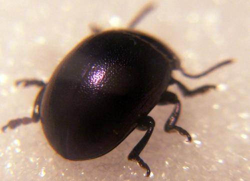 Réf. 125 185 : Chrysolina varians
