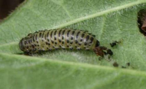 Pyrrhalta viburni