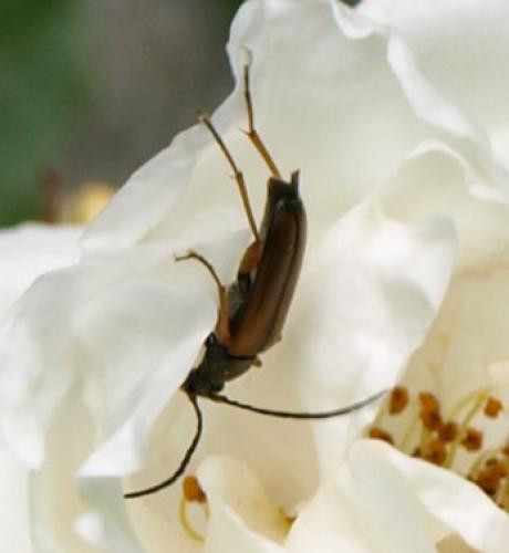 Réf. 125 453 : Alosterna tabacicolor