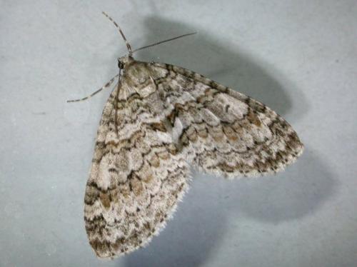 Réf. 125 499 : Nothocasis sertata